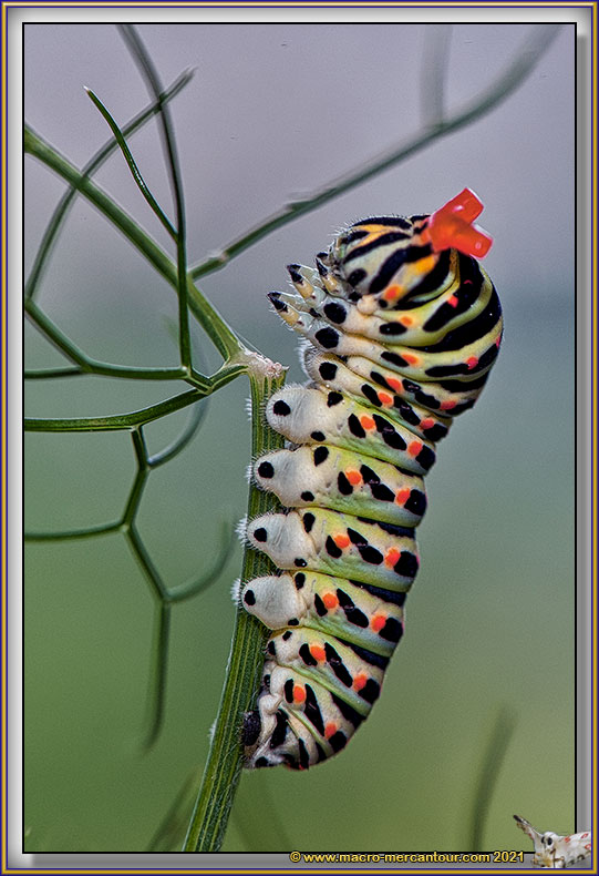 Chenille du Machaon